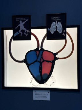 St. Paul, MN 'deki Minnesota Bilim Müzesi' ndeki İnsan Vücut Galerisi, 21 Nisan 2024 'te görüldü..