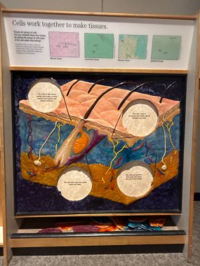 ST Paul, MN - 21 Nisan 2024 'te St. Paul, MN' deki Minnesota Bilim Müzesi 'nde sergi.