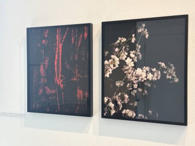 23 Nisan 2025 'te Rochester, Minnesota' daki Rochester Sanat Merkezi 'nde Kathleen Hawkes' ın kaçırdığı Kiraz Çiçekleri sergisi..