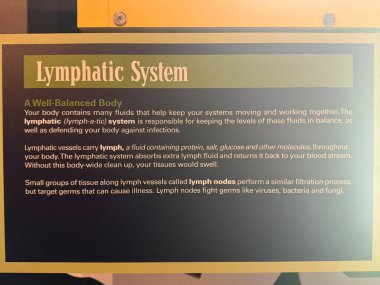 JACKSONVILLE, FL - 22 Şubat 2025 'te Jacksonville, Florida' daki MOSH 'ta Sağlık Hareketi sergisi (Bilim ve Tarih Müzesi).