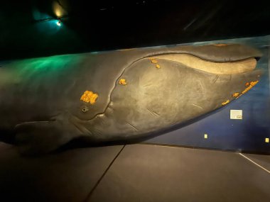 JACKSONVILLE, FL - 22 Şubat 2025: Jacksonville, Florida 'daki MOSH' ta (Bilim ve Tarih Müzesi) sergi.