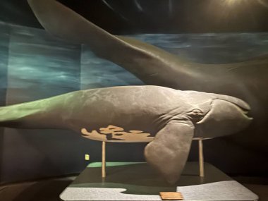 JACKSONVILLE, FL - 22 Şubat 2025: Jacksonville, Florida 'daki MOSH' ta (Bilim ve Tarih Müzesi) sergi.