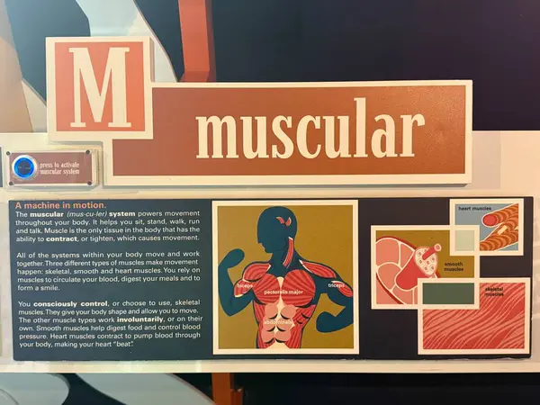 JACKSONVILLE, FL - 22 Şubat 2025 'te Jacksonville, Florida' daki MOSH 'ta Sağlık Hareketi sergisi (Bilim ve Tarih Müzesi).