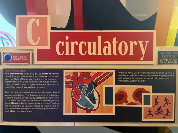 JACKSONVILLE, FL - 22 Şubat 2025 'te Jacksonville, Florida' daki MOSH 'ta Sağlık Hareketi sergisi (Bilim ve Tarih Müzesi).