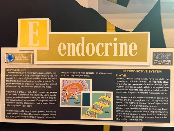 JACKSONVILLE, FL - 22 Şubat 2025 'te Jacksonville, Florida' daki MOSH 'ta Sağlık Hareketi sergisi (Bilim ve Tarih Müzesi).