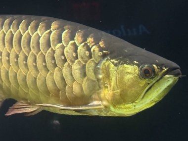 Bir akvaryum renkli balık