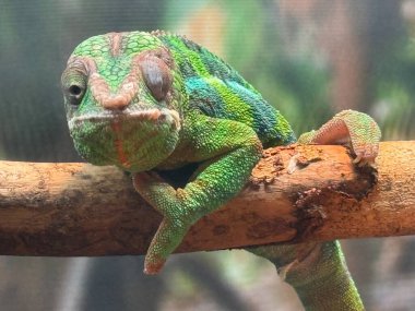 Habitatında bir Panter Chamelon