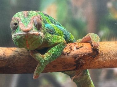 Habitatında bir Panter Chamelon