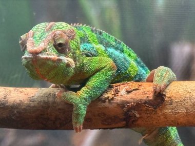 Habitatında bir Panter Chamelon