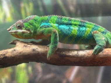 Habitatında bir Panter Chamelon