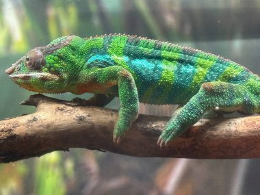 Habitatında bir Panter Chamelon