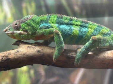 Habitatında bir Panter Chamelon