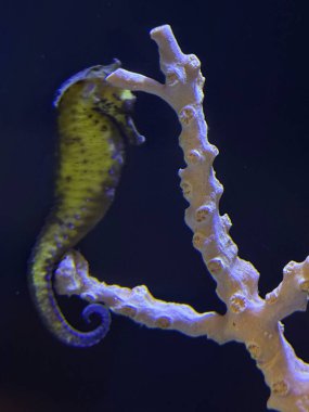 Akvaryumda Bir DenizAtı