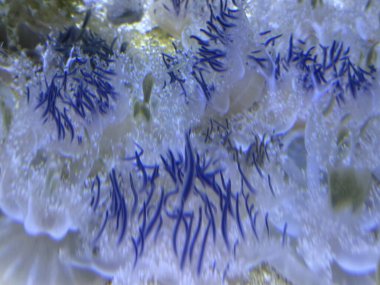 Sudaki Baş Aşağı Denizanası