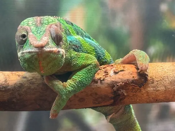 Habitatında bir Panter Chamelon