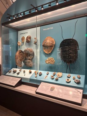 New Haven, Connecticut 'taki Yale Peabody Müzesi' nde 3 Mayıs 2025 'te görüldüğü gibi..