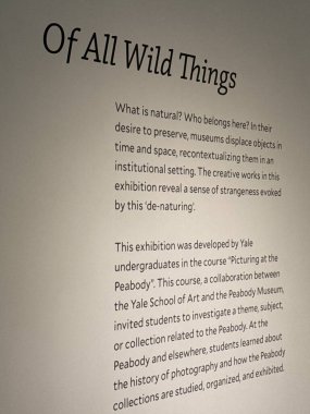 New Haven, Connecticut 'taki Yale Peabody Müzesi' nde 3 Mayıs 2025 'te görüldüğü gibi..