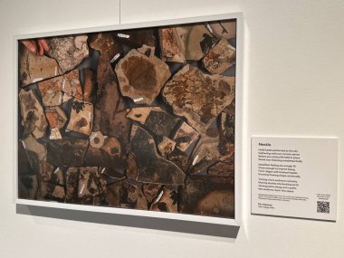 New Haven, Connecticut 'taki Yale Peabody Müzesi' nde 3 Mayıs 2025 'te görüldüğü gibi..