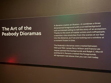 New Haven, Connecticut 'taki Yale Peabody Müzesi' nde 3 Mayıs 2025 'te görüldüğü gibi..