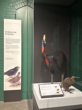 New Haven, Connecticut 'taki Yale Peabody Müzesi' nde 3 Mayıs 2025 'te görüldüğü gibi..