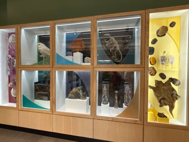 New Haven, Connecticut 'taki Yale Peabody Müzesi' nde 3 Mayıs 2025 'te görüldüğü gibi..