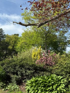 Connecticut 'ta baharda ağaçlar