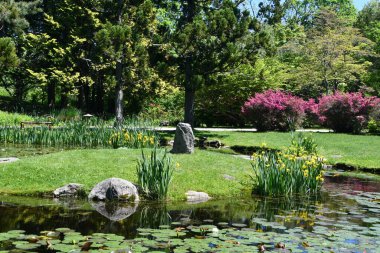 NORTH SALEM, New York - 17 Mayıs 2025 'te Hammond Müzesi ve New York' taki Japon Gezgin Bahçesi 'nde görüldü..