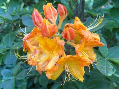 Güzel Alev Azalea Çiçekleri