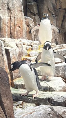 İmparator Penguen Doğal Yaşam Alanında