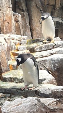 İmparator Penguen Doğal Yaşam Alanında