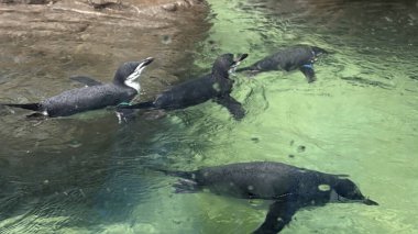 İmparator Penguen Doğal Yaşam Alanında