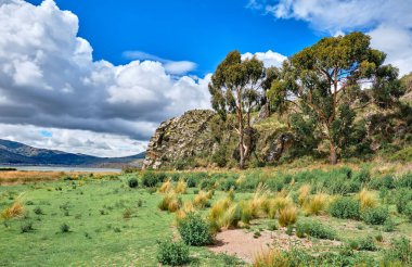 Titicaca Gölü kıyısında yeşil çimenler. Puno, Peru yakınlarındaki manzara.