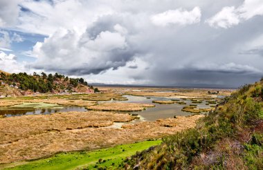 Titicaca Gölü ve sazlıklar. Puno, Peru yakınlarındaki manzara.