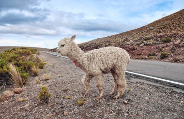 Llama on the road in the Andean mountains in Peru.