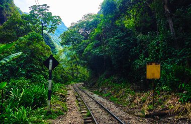 Railway through a dense forest in the Peruvian Andes.
