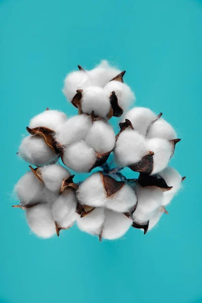 Bouquet Cotton Turquoise Background Imagem De Stock