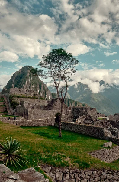 Machu Picchu Daki Ağaç Peru Nun Ünlü Simgesi Dağ Manzarası — Stok fotoğraf