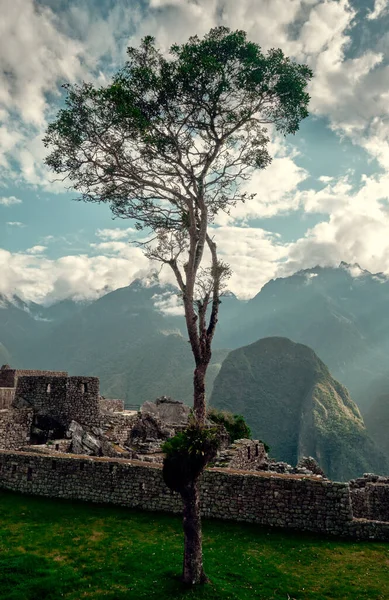 Machu Picchu Daki Ağaç Peru Nun Ünlü Simgesi Dağ Manzarası — Stok fotoğraf