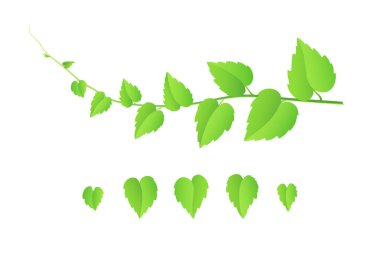 Dal ve yeşil yaprakların beyaz arka planda izole edilmiş vektör çizimi. Çiçek tasarım elementleri