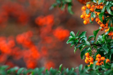 Firethorn, pyracantha, olgun meyveler. Yaratıcı çerçeveli ateş dikenli çileklerin güzel doğa fotoğrafı.