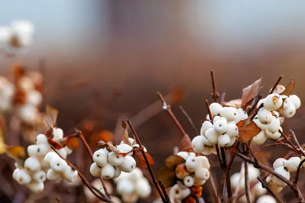 Snowberry Symphoricarpos Albus Zralé Ovoce Krásná Příroda Fotografie Sněhových Bobulí — Stock fotografie