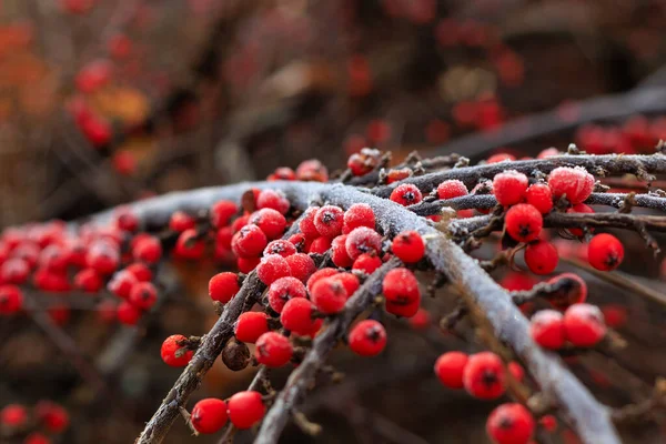 Winterbes Ilex Verticillata Rijp Fruit Mooie Close Foto Van Besneeuwde — Stockfoto