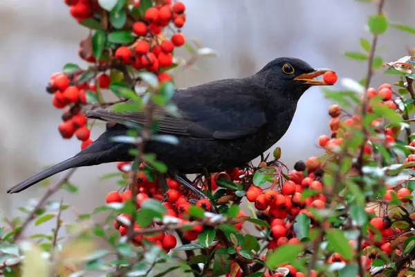 Aves Pretas Comuns Açafrão Que Alimentam Bagas Vermelhas — Fotografia de Stock
