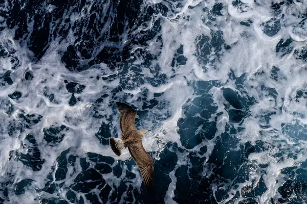 Vliegende Meeuwen Boven Golvende Zee Dynamische Beweging Van Golven Complementeert — Stockfoto