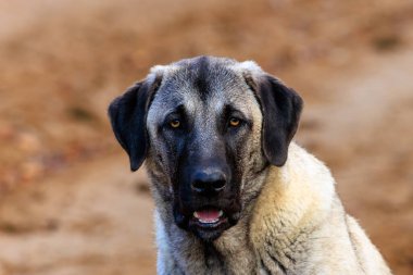  Genç Kangal köpeğinin güzel yakın plan portresi