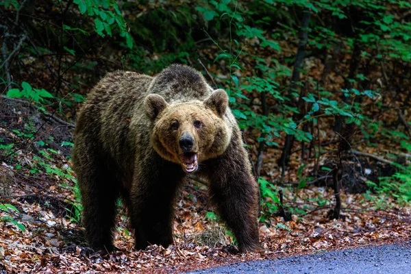 An angry brown bear in the forest near the road