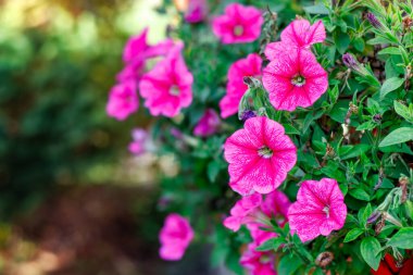 Baharda bahçede pembe petunya çiçekleri