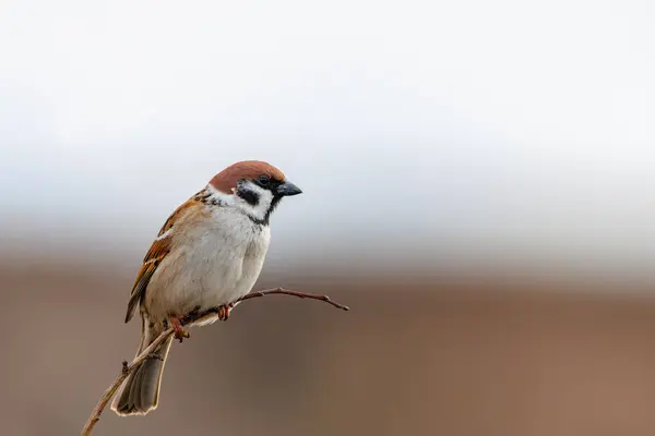 Eurasian Tree Sparrow Passer Montanus Branch Shallow Depth Field Selective — Stock Photo, Image