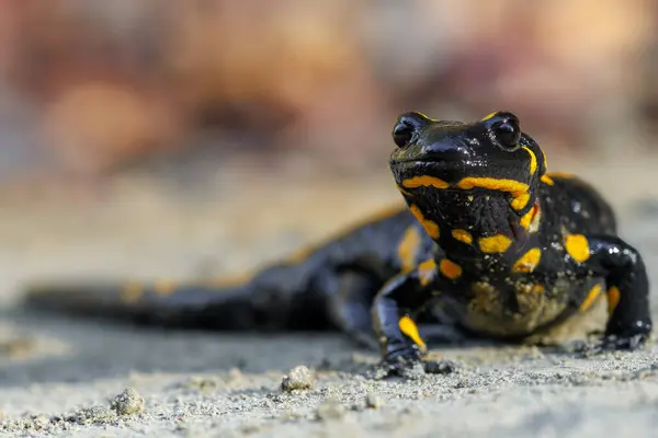 Salamandra Salamandra Salamandra Fogo Animal Tóxico Modelado Com Manchas Amarelas — Fotografia de Stock