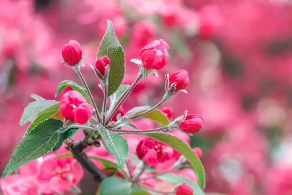 Jarní Přírodní Fotografie Růžové Květy Větvích Stromů Selektivní Zaměření — Stock fotografie